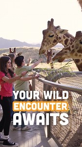 762 reactions · 30 shares | Feed your sense of adventure — and a giraffe! Visit The Living Desert Zoo and Gardens in Greater Palm Springs and take your experience to new heights with a Giraffe Feeding encounter. Don't miss this unforgettable opportunity to come nose-to-nose with the world's tallest mammal! | The Living Desert | Facebook
