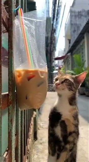 เมื่อแมวอยากกินโอเลี้ยง! คลิปแมวตลกสุดฮา โดนหลอดดีดจมูกจนจามฟุดฟิด