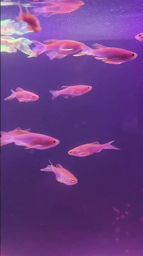 🌈 Beautiful Angelfish Living Their Best Life in a Peaceful Aquarium #aquariumlife