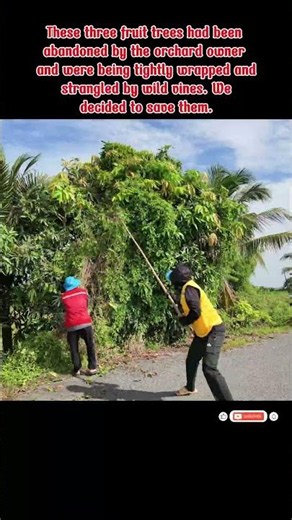 Oddly Satisfying Roadside Rescue! Saving 3 Trees From Extreme Vines 😱