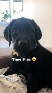 From baby to Big baby 🥹🖤 #dogs #labrador #labsofinstagram #dogsofinstagram #cutedog #dogfamily #dogmom #blacklab #reality #puppy | Elvisbatzthelab