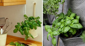 Basilic : 10 conseils et astuces pour réussir sa culture en pot