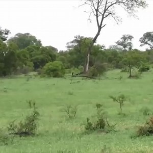 7.8K views · 101 reactions | Buffalo vs Lion vs Giraffe - Big Battle of Snake, Leopard, Crocodile,Tiger vs the prey Visit website view more lions httpsanimalworlds.xyz13-mind-blowing-lion-facts | Soul | Facebook