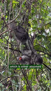Sloths are the slowest mammals on the planet. On average, they travel only about 41 yards per day. The word “sloth” has become synonymous with slow and lazy, but there is a fascinating biological reason behind their pace. In today’s wildlife segment, I explain why sloths move the way they do and how it helps them survive in Costa Rica’s rainforests. Seeing sloths in the wild is often one of the most memorable experiences for travelers visiting Costa Rica, especially when you know where and how t