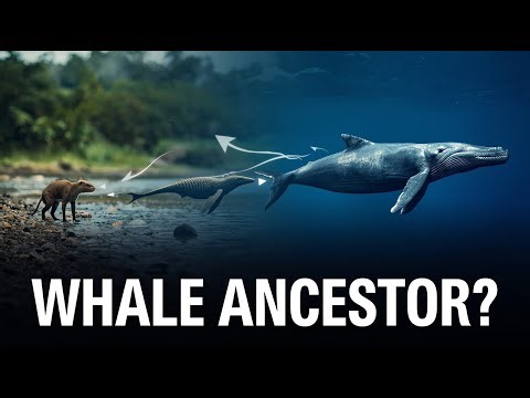What Was the Ancestor of Whales? | Evolution & Biology Explained for You