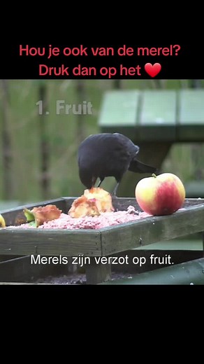 5 Tips voor het Voeden van Merels in uw Tuin