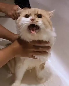 325K views · 267 reactions | Oyen really deserve a GOOD bath! . . With SUPREME FLEA TREATMENT you will get: ✨ Nails Cutting, Ears & Eyes Cleaning ✨ Degreasing, Premium Shampoo & Conditioner ✨ Anti-fleas Bath with added Aroma Oil ✨ Anti-flea Spot On Click on LEARN MORE to enjoy RM10 discount! . NO FLEAS, HAPPY FURBIES ❤️ Follow Catzonia Johor  | Catzonia | Facebook