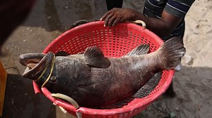Gaint Fishes Hunting|இவ்ளோ பெரிய மீனா | Village Food Safari