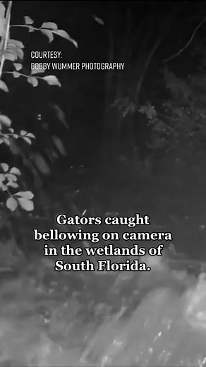SOUND ON 🔊: Footage from a #gatorhole in #SouthFlorida shows alligators bellowing in the night 🐊 #Florida #alligator #gators #wetlands #swamp #wildlife #animals #trailcameras #infraredlight #caughtoncamera (video credit: Bobby Wummer Photography)