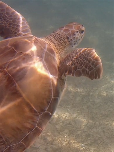 Akumal Bay Beach Snorkelio #fyp #akumalbaybeachandwellnessresort #akumal
