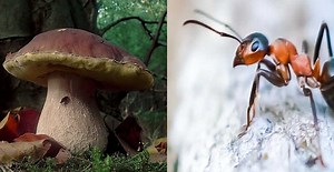 11 Vital Species We Need to Save The Planet