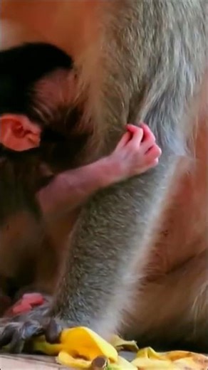 Lovely newborn animal hugs mom and moves happily – Wildlife around the earth