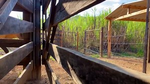 109K views · 4.3K reactions | Aos 16 anos ele cuida de 120 bois - tirar leite e faz Queijo - MG | Romerio Matheus | Facebook