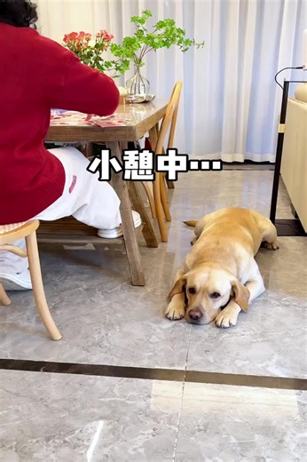 21K views · 177 reactions | This dog is worthy of being a dog, and he actually learned to be two-faced #dog #dogfunny #reelsvideo #fundog | KiKi SMD | Facebook