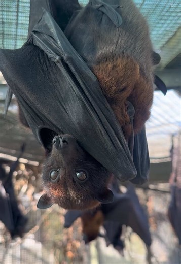 Variable Flying Fox, Hedwig, is just checking to make sure everyone can see how cozy her pup is. 🦇 😴 #bats #animals #fypシ #cute #florida