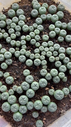 Peyote growing struggles. | Sacred Buttons
