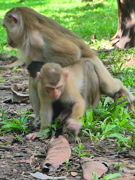 Adorable Abandoned Baby Monkey Wildlife Moment 002