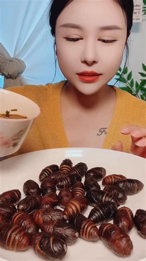 Anna Show on Instagram: "Those are palm weevil larvae (scientific name: Rhynchophorus species), commonly called sago worms or palm grubs. Here’s a detailed but simple explanation: What they are They are the larval stage of a large palm weevil beetle. They grow inside palm tree trunks, feeding on soft palm tissue. Their thick, segmented bodies store a lot of fat and nutrients. Where they are found Common in Southeast Asia, Papua New Guinea, parts of Africa, and South America. Often harvested from