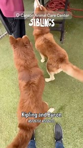 1.2K views · 100 reactions |  Adopted TOGETHER ⚠️Byron and...