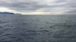 7.9M views · 62 reactions | Watch what happens at the 50 second mark....wow! (In Alaskan waters for those asking) Video: Bradley Rich - yt: youtu.be/4j27xy5qYBg | Tri-State Weather | Facebook