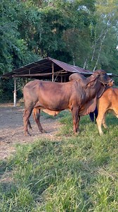 168K views · 1.3K reactions | #brahman #cow #animal | P&P Brahman | Facebook
