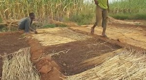 How to make a onion seedbed | Nzambani Agrifarms
