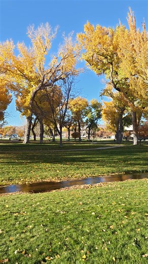 2.1K views · 111 reactions | The giant Cottonwood trees of Mills Park are peaking in Fall colors right now (10/27/25) Joe Reinbolt ✌️❤️ @topfans | Carson City Pix | Facebook