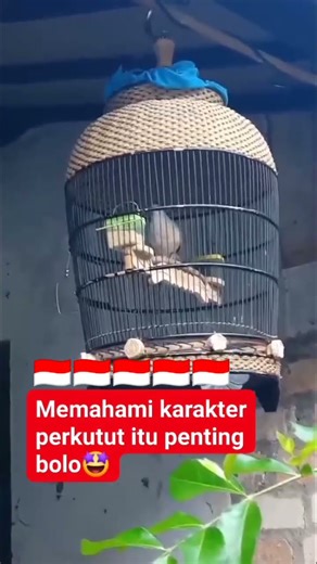 Masteran raja pikat perkutut - perkutut lokal4603