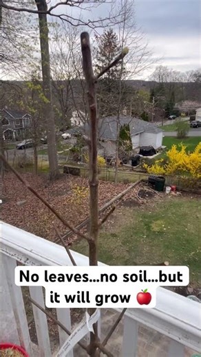 Planting a Pink Lady Apple Tree 🍎 (Bare Root!)