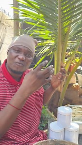 83 reactions · 12 comments | THE ANCIENT ANCESTORS MANDATE Do you have any HEALTH OR SPIRITUAL CONCERNS? ☎️ Teaoflife Herbs TEA OF LIFE HERBAL +233264353241 +233260444455 +233260333334 +1-2893561164 #nature | Albert Kwasi Avor | Facebook