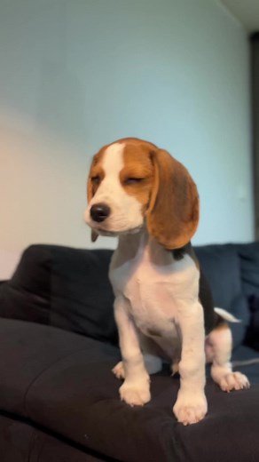 Hermoso Video de un Beagle Bebé
