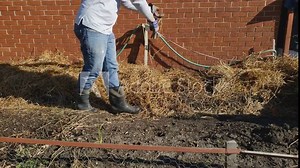Home gardening - Using only hay to cover planted pieces of potato seedlings for soil less growing experiment. Potatoes will grow under and in hay having more freedom while expanding tubers.