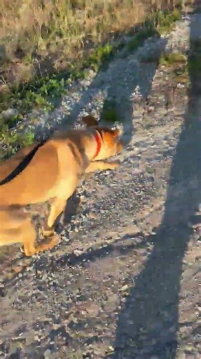 Meet Nash a Retriever, Labrador currently available for adoption! 3/26/2026 12:46:24 PM