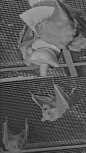 Bat Snack! 🦇 Egyptian Fruit Bat Eats
