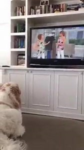 My best friend Dudley is my most loyal fan. I wonder which piece from my QVC collection is his favorite? | Lisa Rinna