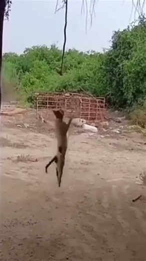 Snake Catches a Bird… Then a CAT Steals It in Seconds! 😳🐍🐱🔥