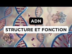 L’ADN : Structure Et Fonction