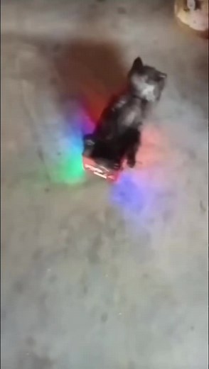 Humorous Cat Bus Adventures