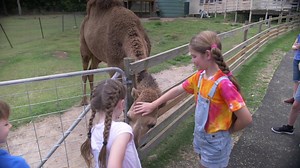Experience the joy of farm animals at White Ridge Farm. Pat, feed and interact with the animals, a great experience that everyone can enjoy. Entry includes mini golf, animal food & tractor ride! | White Ridge Farm