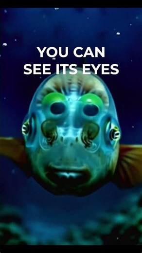 The Fish With a Transparent Head (Barreleye Fish)