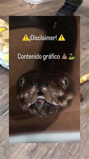 Herpetopedia🐍📖 | ¡Biología sin filtros! 🐍💩 Sí, esto es exactamente lo que parece: una Pitón Reticulada (Malayopython reticulatus) en un momento... muy... | Instagram