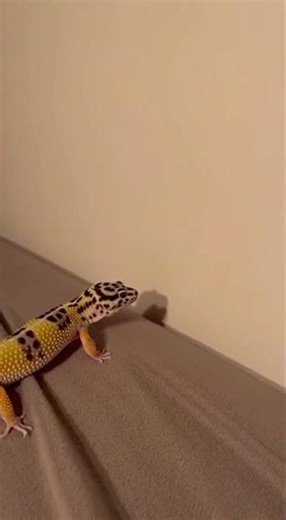 🦎 Leopard gecko POV: staring at a blank wall for 45 min
