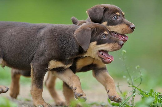 Working Kelpie (Kelpie) Puppies For Sale