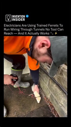Invention Insider on Instagram: "One of the most effective “tools” electricians have ever used isn’t a machine at all, it is a trained ferret. 🐾 For decades, utility crews discovered that ferrets had the perfect combination of traits for pulling wiring through extremely tight and hard-to-reach spaces. Their bodies are long, flexible, and naturally curious, making them able to navigate narrow conduits and underground channels that humans and early tools couldn’t access. Electricians would attach