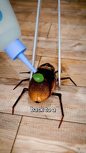 How to make a cockroach train😭😂 #fyp #xyzbca #couplegoals #couple# explorepage #explore #reels #comedy #reelsinstagram #instagramelf #foryoupage #trending #relationshipgoals #instagramreels #relatable #foryou #trendingreels | Whoisdxvii