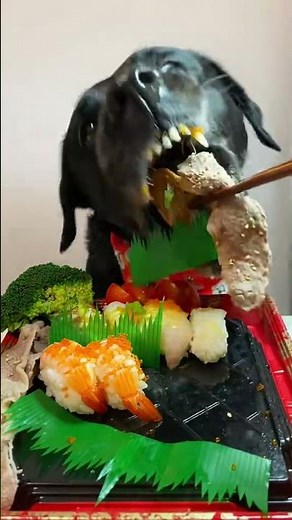 Grain-Free Food SHOCKINGLY Linked to Health Risks for Dogs