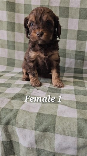 Sandy Pines on Instagram: "Now taking deposits on our February Cockapoos! These adorable little pups will be ready to leave February 20th. Message for more info. #cockapoo #puppies #edmonton #alberta #calgary"