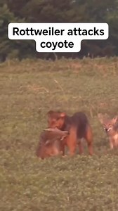 511K views · 2.3K reactions | "Rottweiler Takes Down Coyote, Narrowly Defends Against Revenge Attack" #fbreelsfypシ゚viralfbreelsfypシ゚viral #fypシ゚viralシfypシ゚viralシalシ #fbreels #viral #millionviews #followersreels #viralvideoシ | Elamant | Facebook