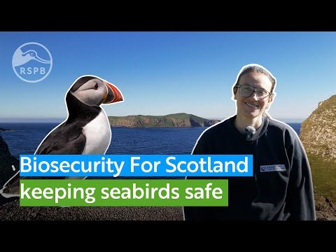 See how the Biosecurity for Scotland project has been making seabirds safer