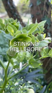 #Hellebore a rather beautiful but naughty addition to any garden. Now before the language scholars start ‘armchair warrioring’ me I did find various origins for the name but injure food was by far the funniest so I went with that. Back away OED nerds it’s just for fun! Quite a nasty little plant and definitely don’t put it on a cake! . . . . #foraging #forage #forager #poisonousplants #poison #dangerousplants #warning #wildfood #flowers #eatthecountry #ukplants #gardenflowers #gardening #wildfow